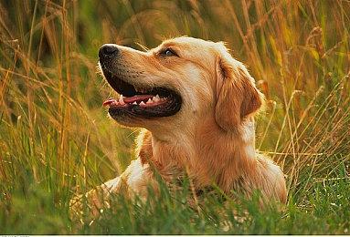 3DM速报：《赛博朋克2077》更新推出 《波西亚时光》淘宝维权难